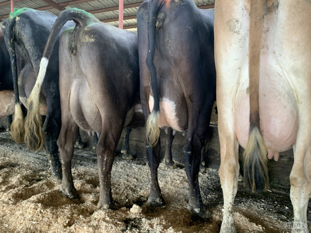 (24 Head) Holstein/Jersey Crossbred cows